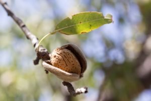 almond on tree