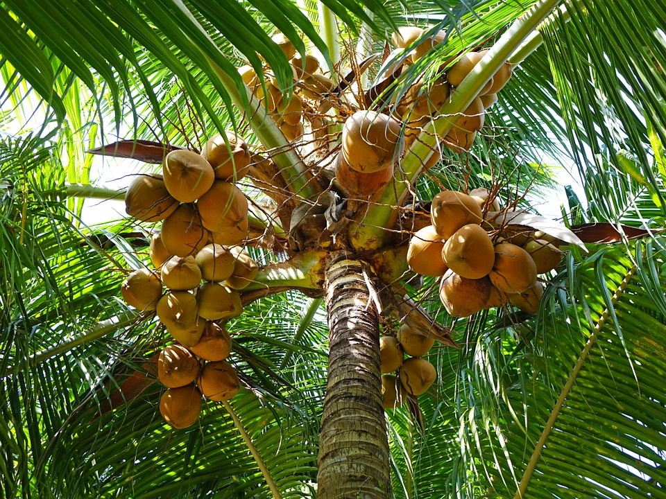 coconuts grow on palm trees