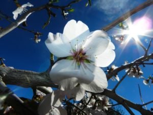 Almond Tree