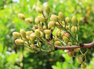 pistachios grow on trees